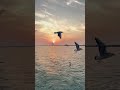 L'Oiseau - Sébastien et Esther #piano #improvisation #easypiano #contemporarymusic