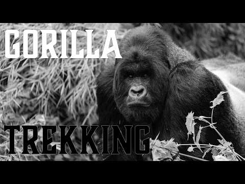 A bucket list experience Gorilla Trekking in Rwanda