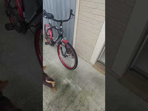 Smol kitter catto and smol doggo out after irma