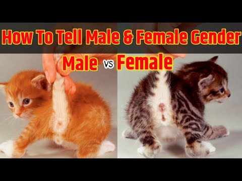 Male or female? how to tell male or female kitten gender | kaise pata kare kitten male hai ya female