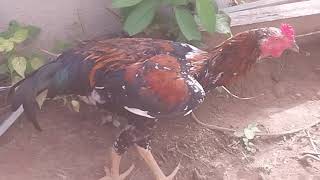 Criação de Galinhas - Um Momento Com As Galinhas No Galinheiro - Galo - ( Parte 20 )