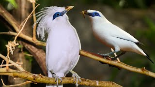 Download lagu Jalak Bali: Burung Terindah, Langka, tetapi Sangat Terancam Punah mp3