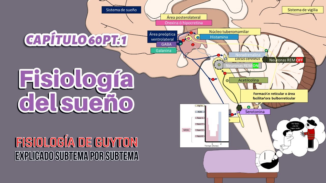 CAP 60 (1): Fisiología del sueño