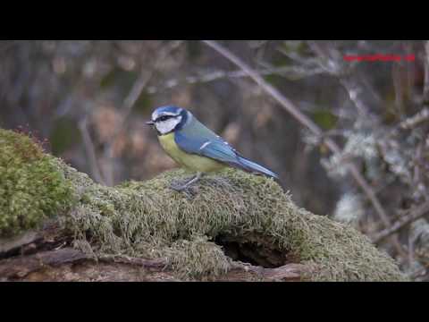 Herrerillo común ( Parus caeruleus ) Blue Tit