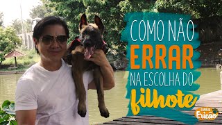 COMO NAO ERRAR NA ESCOLHA DO FILHOTE   FAMILIA ERICAO