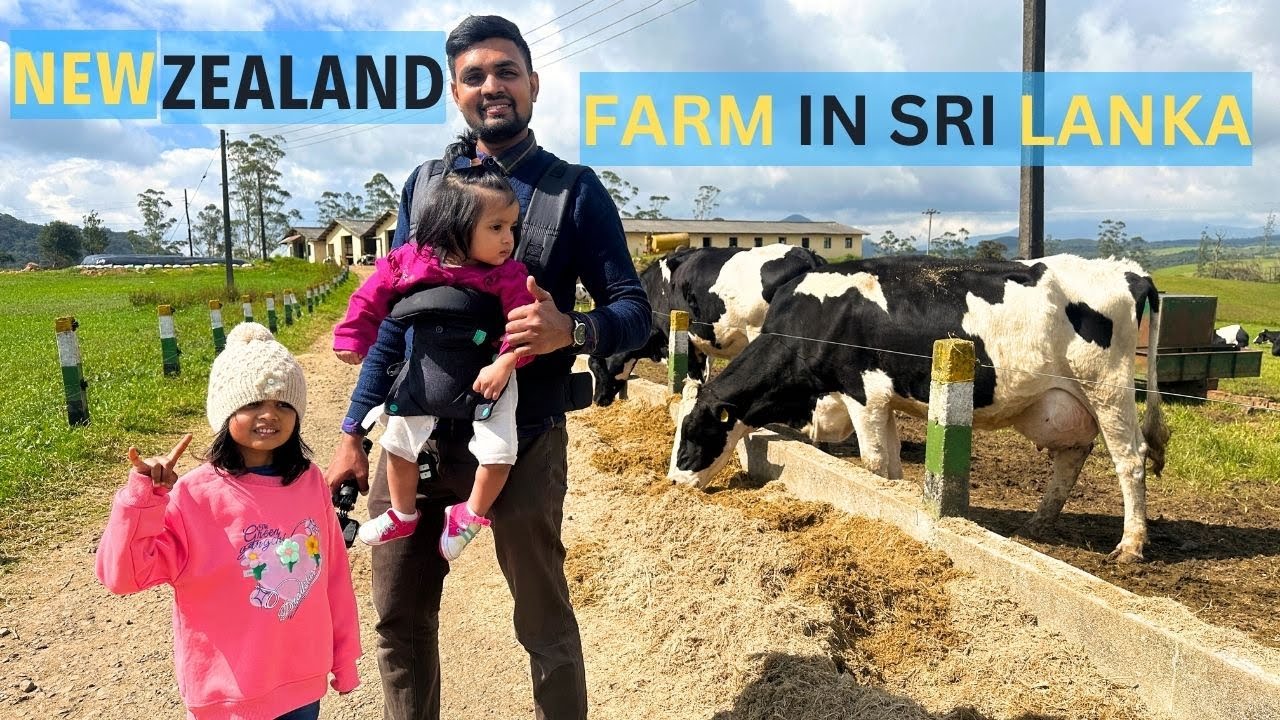 Join travelers on a captivating visit to Ambewela Farm.