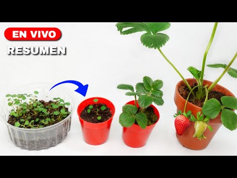 , title : '🍓 Cómo cultivar FRUTILLAS - FRESAS  desde Semillas hasta la Cosecha'