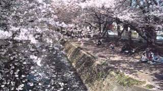 preview picture of video '2011.04.13大和市「千本桜」'