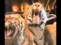 The Ringling Bros And Barnum Bailey Circus