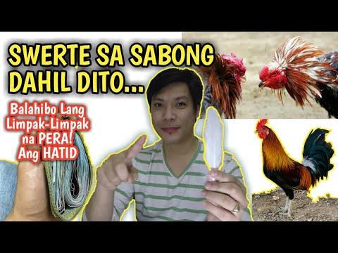 download lagu mp3 mp4 Balahibo Ng Manok, download lagu Balahibo Ng Manok gratis, unduh video klip Balahibo Ng Manok