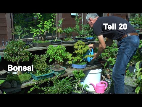 Bonsai 2022 Part 20 Development in summer and doing little things with the small trees