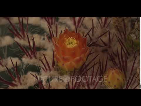Cactus Flower