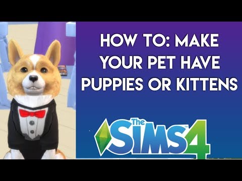 HOW TO: Get puppies or kittens in The Sims 4: Cats and Dogs | Simology