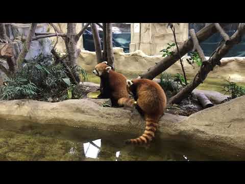 あの〜 シッポが〜〜　与作くん栄作くん　レッサーパンダ　(iPhone版) 那須どうぶつ王国にて　2020年6月19日