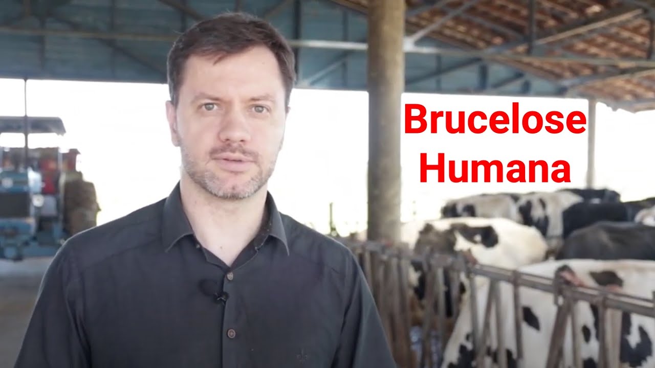 Brucelose Humana   SESA PARANÁ
