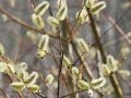 Gordon Lightfoot Pussy Willows Cattails 1968