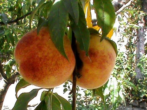 BUNJEVAČKI BEĆARAC - Nestor Gabrić