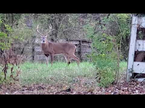 Visitor On The Slow Speed Skills Course (Indian FTR 1200S Race Replica)