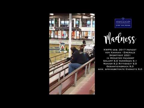 Madness beim Sporttest - Hengststation Dirk Ahlmann