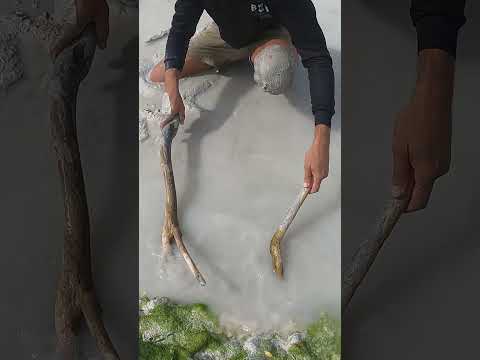 GIANT MUDCRAB for Island Survival