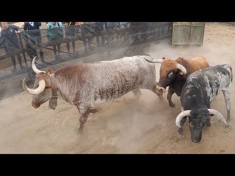 Toros Bravos Medina del Campo 2022
