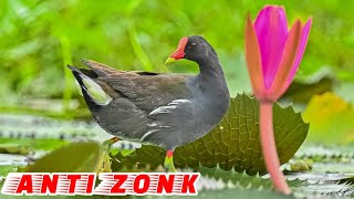 Download lagu 🔊Suara Burung Mandar Batu Betina Paling Jernih Dan Ampuh Auto Nyamperin‼️ mp3
