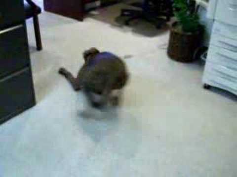 Nash and the Bumble Ball