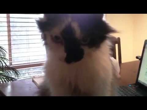 out of it cat a bit wasted