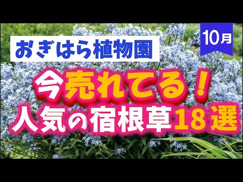 食用の花牡丹
