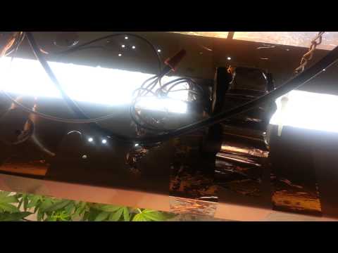 ...as of 7/19/14 - KALABRESE/ SOUR kush/ OG kush/ NORTHERNBERRY(#13)