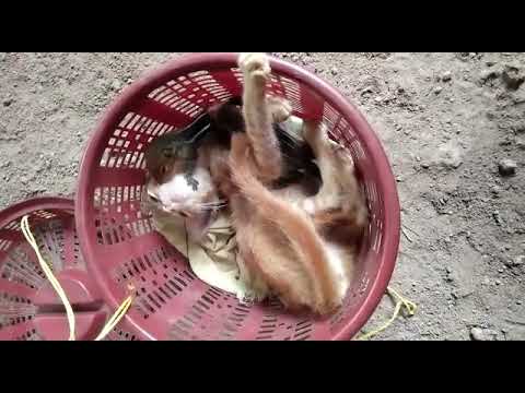 കിട്ടു പൂച്ച :- കുട്ടു ,ചോട്ടു