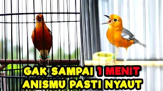 Download lagu SUARA ANIS MERAH BETINA NGECIT JANTAN NGEPLONG INI 100% MAMPU BANGKITKAN BIRAHI DENGAN CEPAT mp3