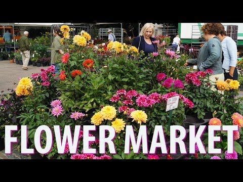 Plantenmarkt Flower Market on the Amstelveld Amsterdam