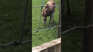 A deer eating a rabbit 