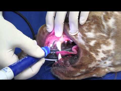 Professional Teeth Cleaning in a Dog or Cat