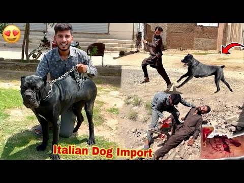 Hum New Italian Cane Corso Dog Le Rhy Hen🥳