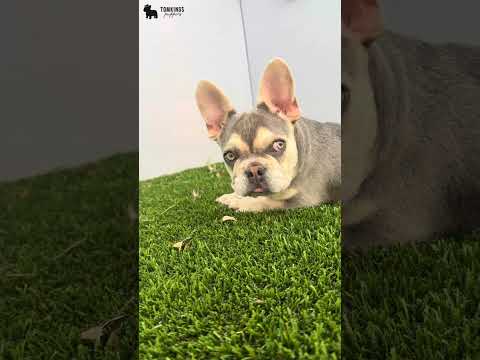 Video 3