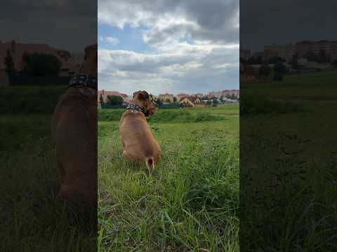 Max hlídá svůj míček jako profík