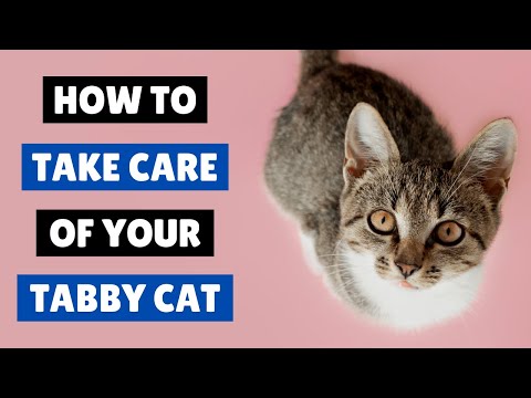 How to TAKE CARE Of a Tabby Cat 😻🐾
