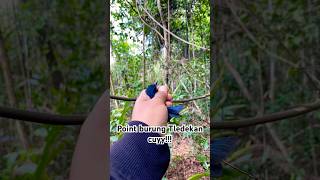 Download lagu PIKAT BURUNG TLEDEKAN BAKAU BERSAMA SUHUNYA BURUNG !!! mp3