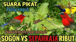 Download lagu Suara Pikat Sogon VS Sepahraja Ampuh Buat Pikat Burung Kecil mp3 Download lagu Suara Pikat Sogon VS Sepahraja Ampuh Buat Pikat Burung Kecil mp3