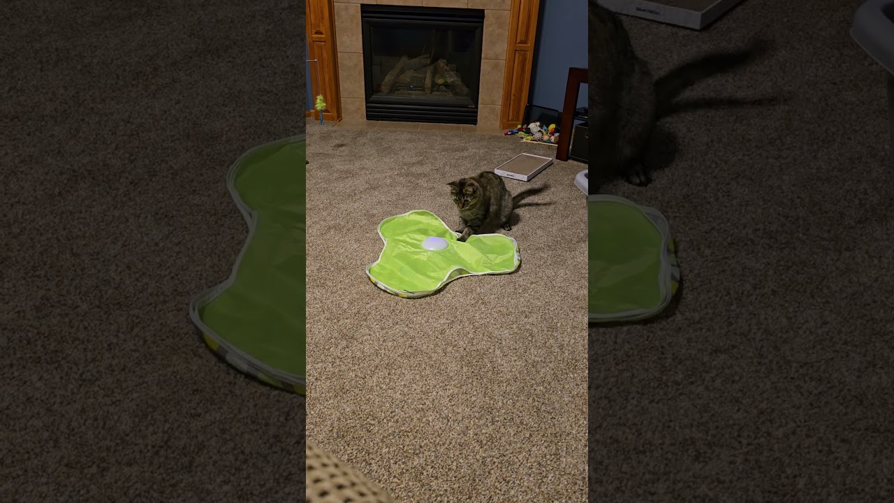 Enlarge Royalty C65441 (Sponsored), a Adoptable Domestic Short Hair in Minnetonka, MN video 6/6