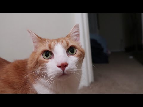 Cat Meows While Getting Farts Squeezed Out - YouTube