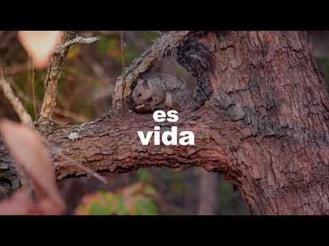 Alberto Laínez y el Proyecto Aullador - Es vida Lyric Video