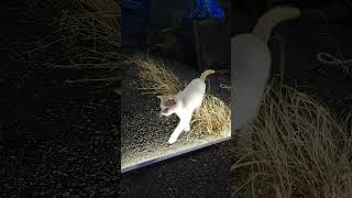 ただのかわいい動画 #元気お届け #ネコ  #元気になる動画