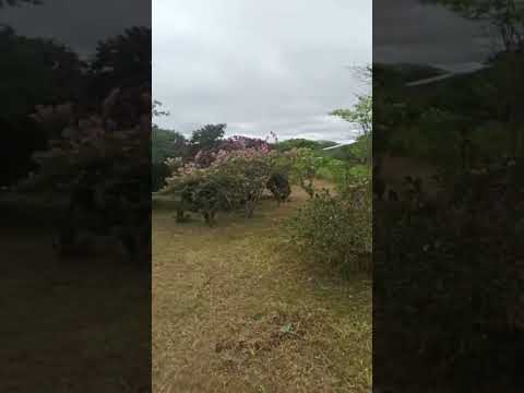 #reflexao   frio de bezerros Pernambuco