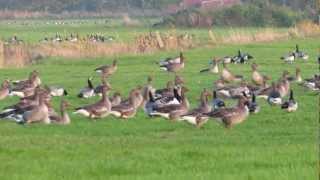 preview picture of video 'Wildgänse weiden und ein weiterer Schwarm stößt dazu Wild geese grazing and many join in'