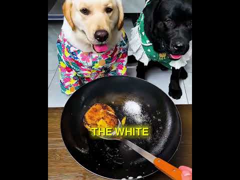 This Dog's Loyalty Will Break Your Heart 😢