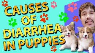 Causes of Diarrhea in puppies