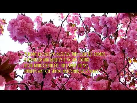 Exploring Cherry Trees in Full Bloom | The most beautiful cherry blossom 🌸